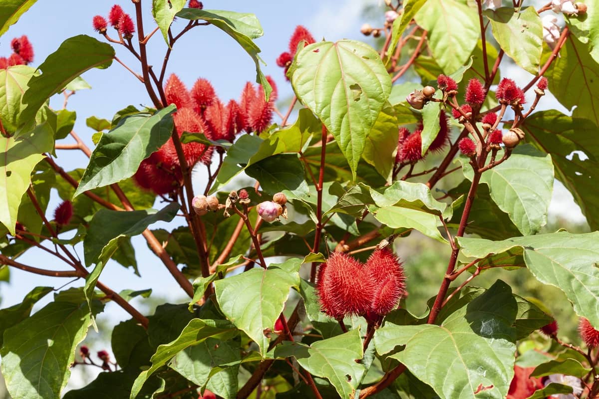 Przeciwutleniacze z natury: jak chronić ciało przed starzeniem? HerbaBlog | Herbavis.pl