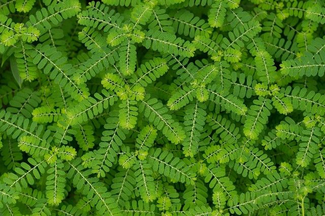 Chanca piedra zioło peruwiańskie na żołądek