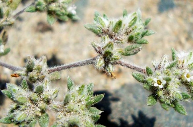 Flor de arena ziele z Peru - herbata