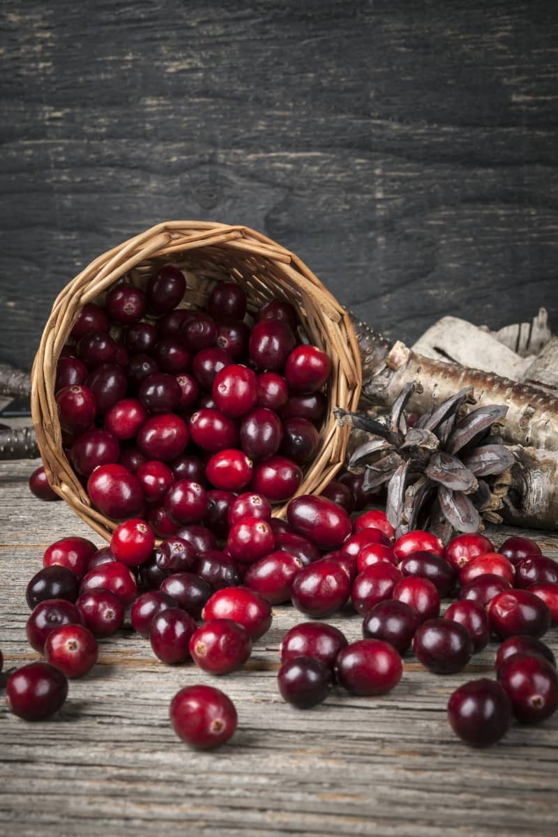 Leczenie infekcji układu moczowego – farmakologia vs. fitoterapia | HerbaNews