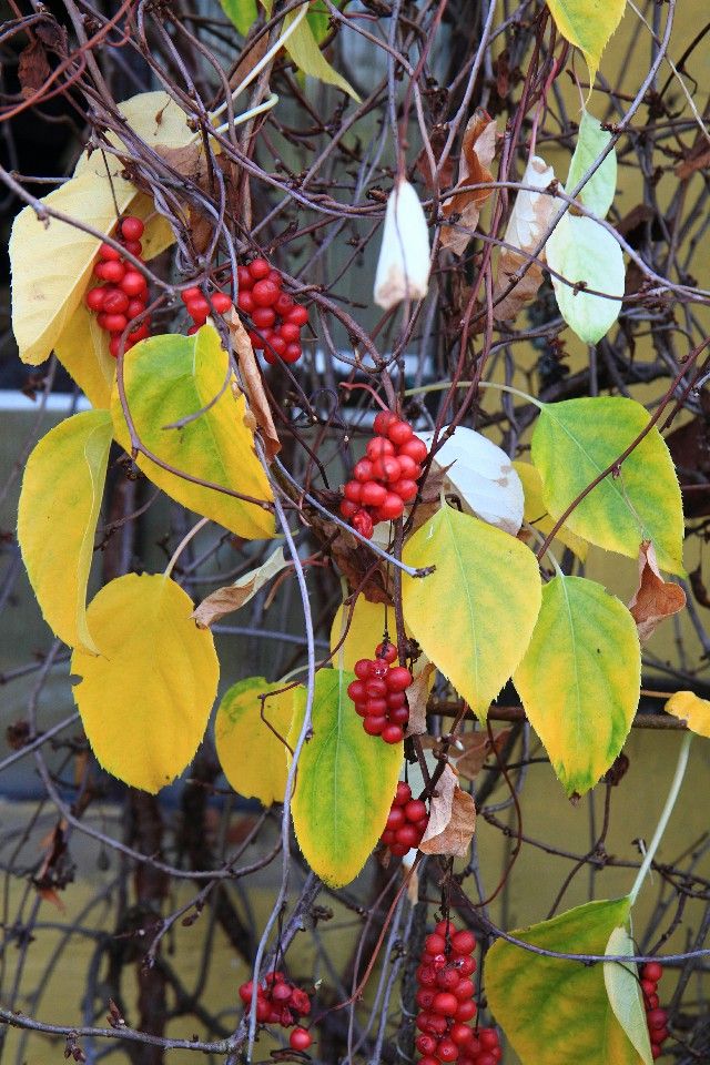 Wspomóż swojim oczom - Cytryniec chiński w tabletkach!