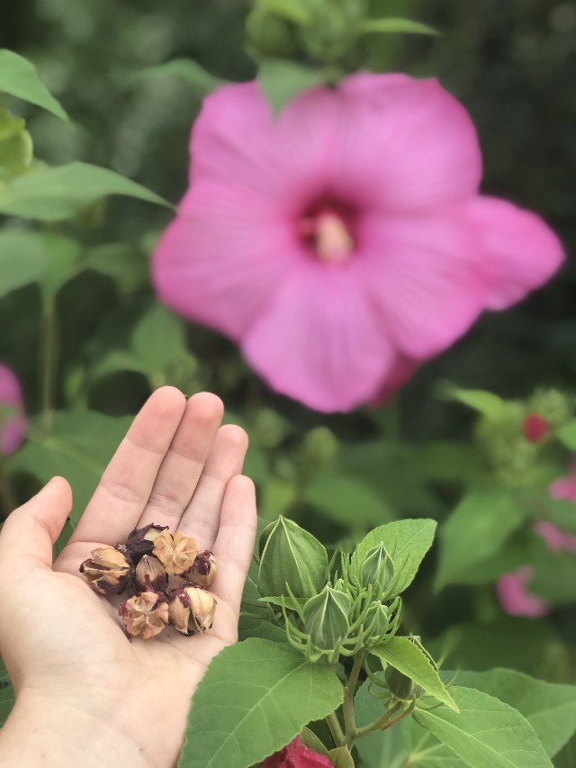 Suszony kwiat Hibiskusa - herbata Karkade