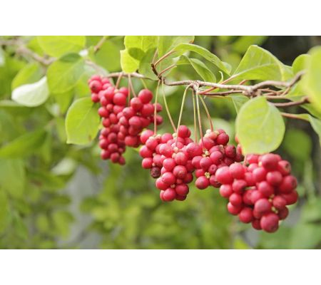 Cytryniec chiński FORTE